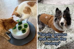 (left) cat interactive toy (right) dog carhart jacket