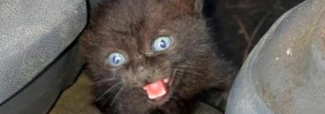 廃車置き場の車の中で鳴いていたあさりちゃん